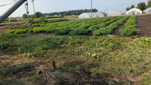 農業ギャラリー画像